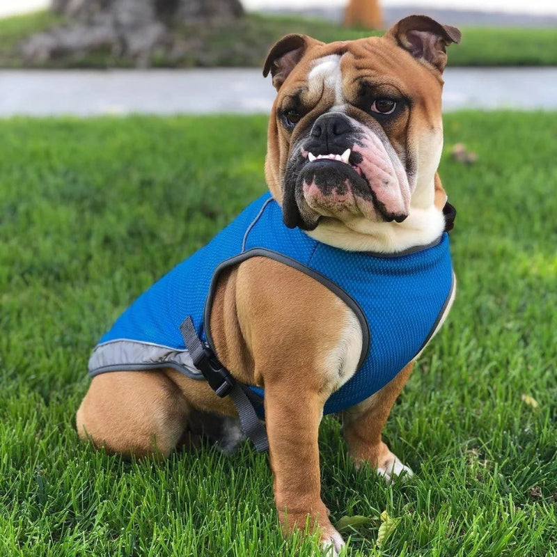 Evaporative Cooling Vest for Dogs - Beat the Heat Instantly