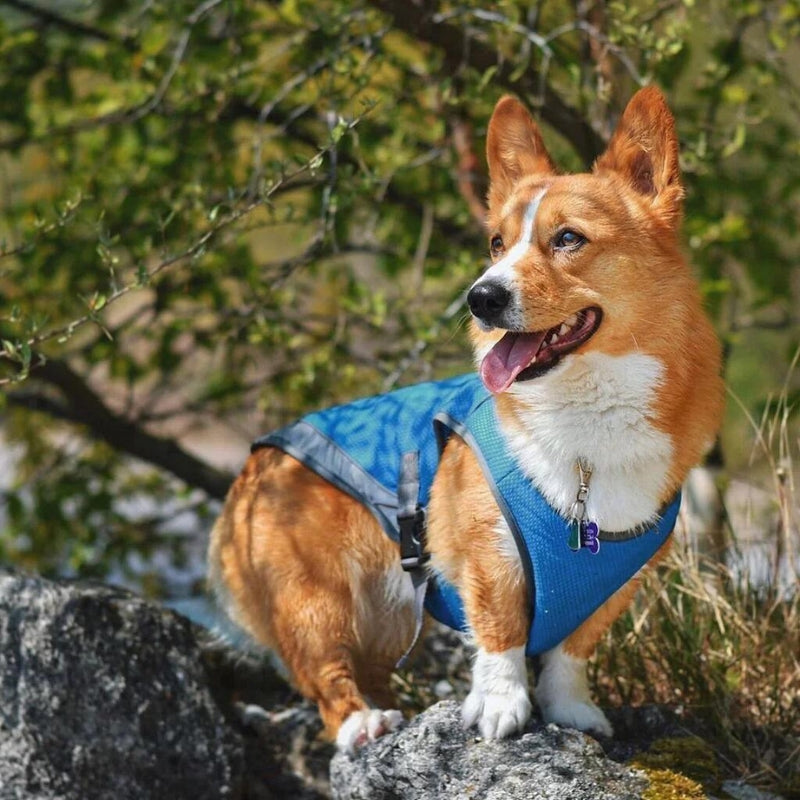 Evaporative Cooling Vest for Dogs - Beat the Heat Instantly