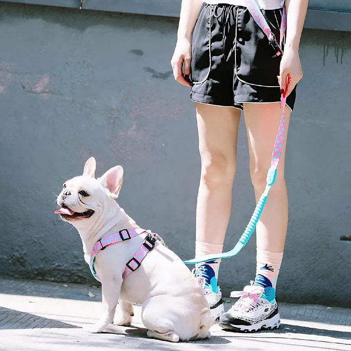 Hands-free Dog Leash with Shock-Absorbing Bungee