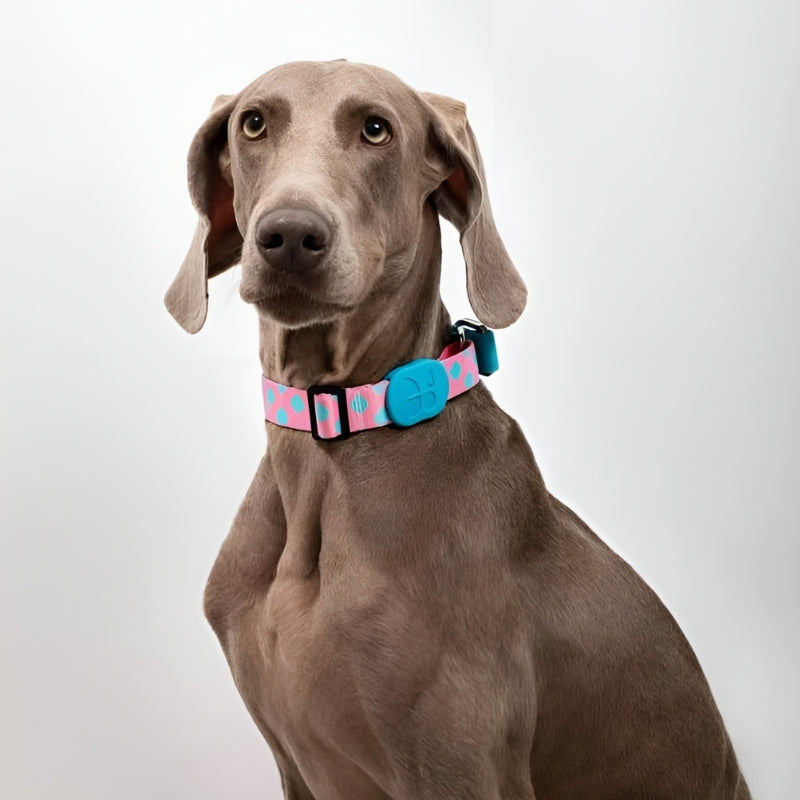 No-pull dog Collar with Limited-slip, Sparkle Style