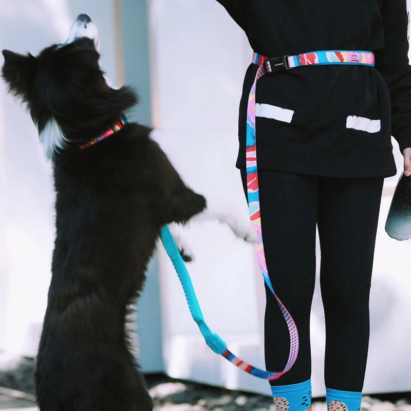 Hands-free Dog Leash with Shock-Absorbing Bungee