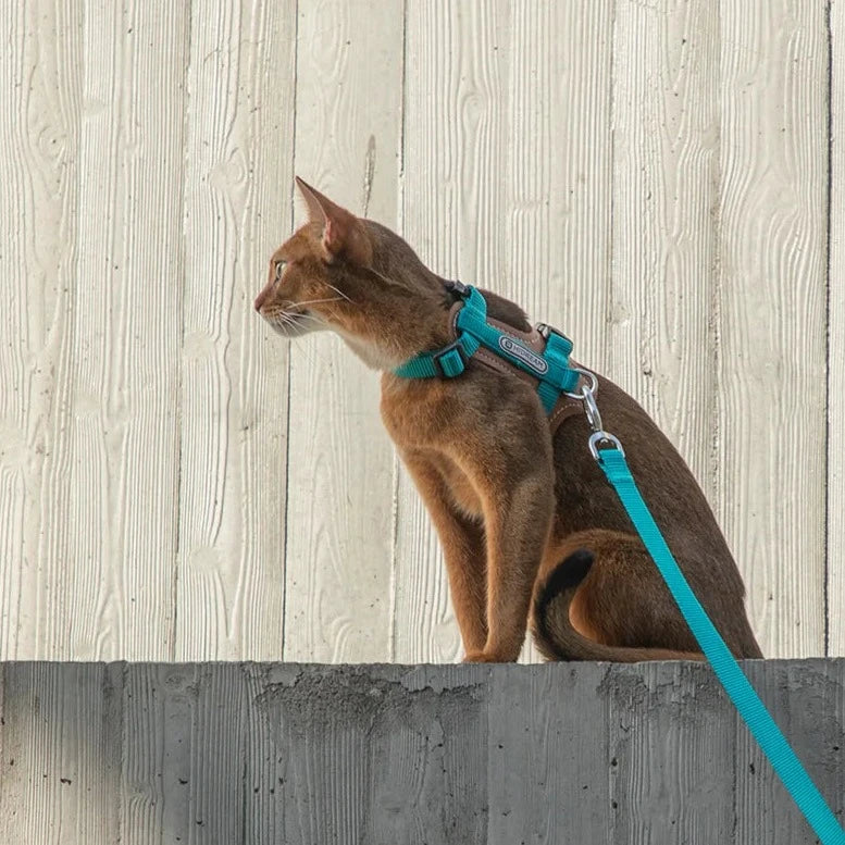 Cat Harness with premium leather pad & adjustable Leash, Style & Comfort