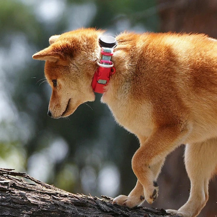 Dog Collar with Air Tag Holder & Easy Buckle