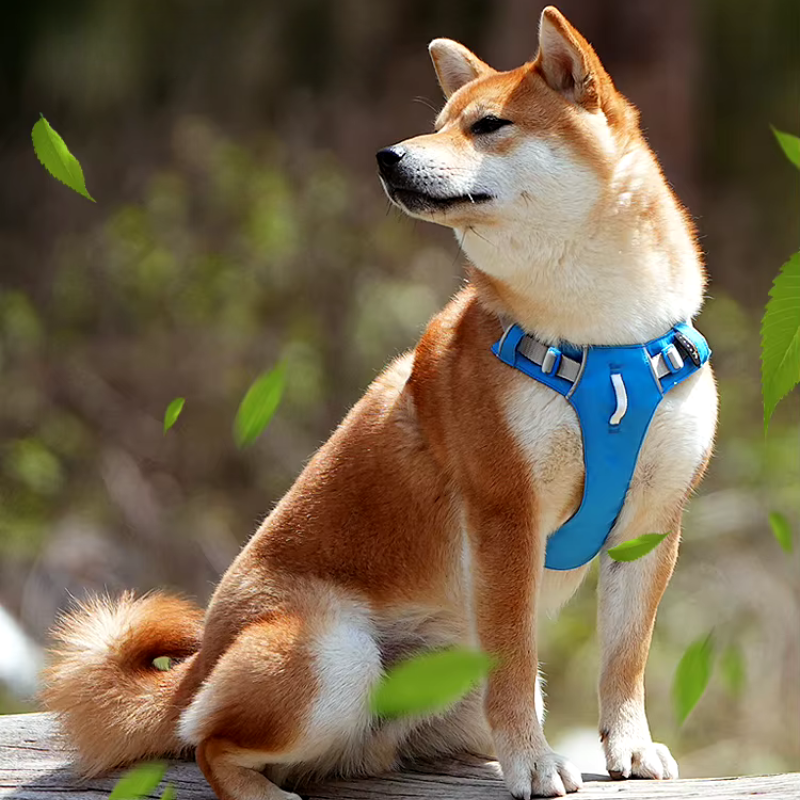 dog wearing a dog harness